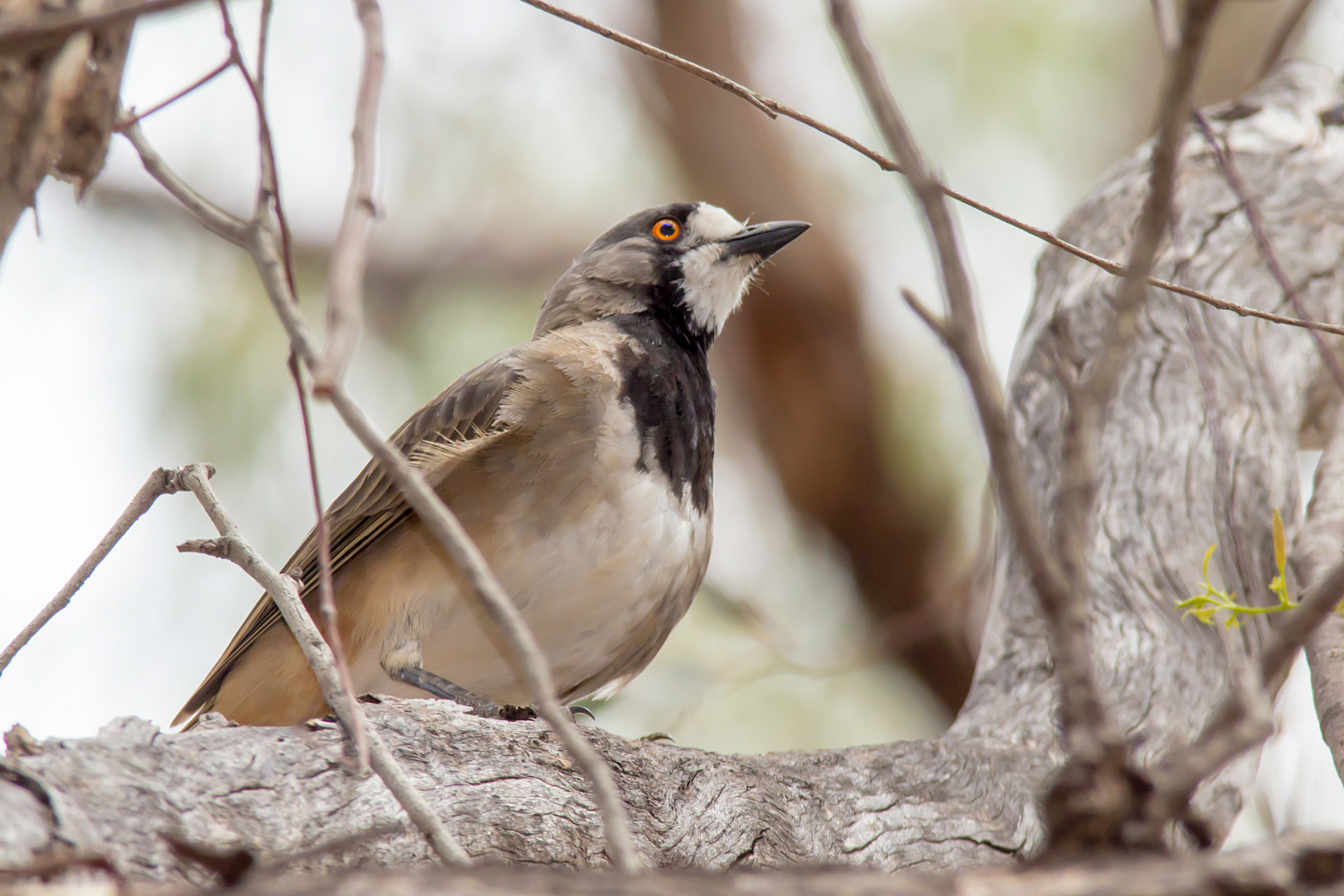 Crested Bellbird illustration