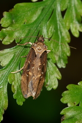 Atomotricha isogama