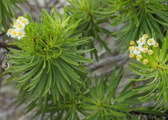 Darwiniothamnus tenuifolius