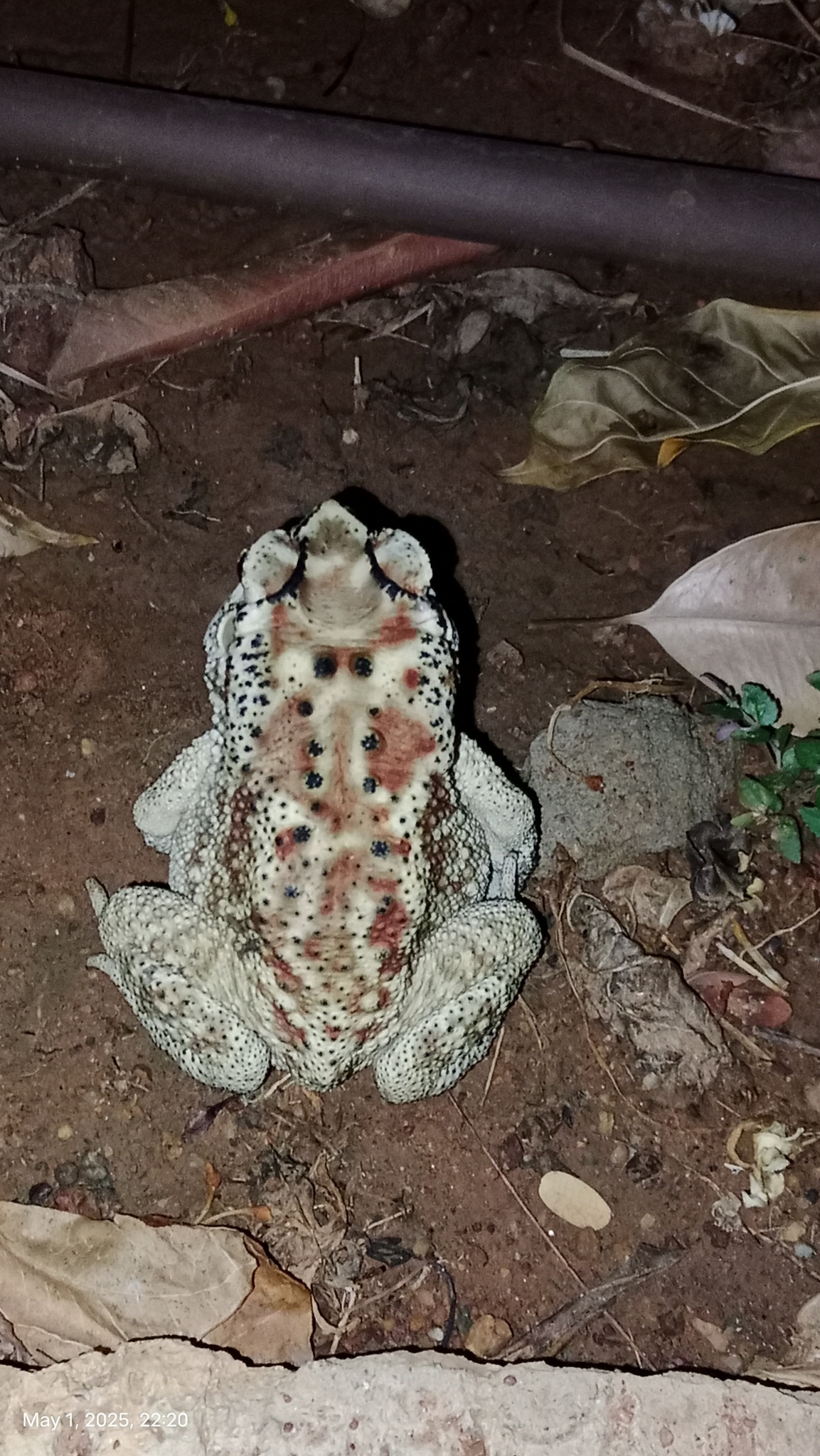 Indian Common True Toad
