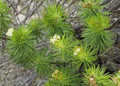 Darwiniothamnus tenuifolius