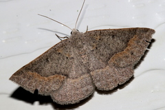 Nearcha tristificata