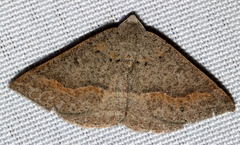 Nearcha tristificata