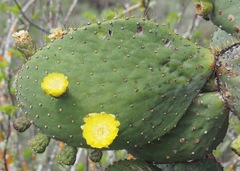 Opuntia insularis