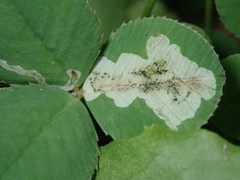 Liriomyza fricki