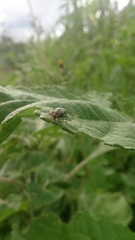 Zygogramma piceicollis