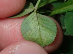 Liriomyza fricki