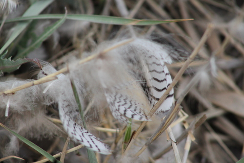 Plume de Sarcelle d'été