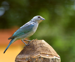Sayaca Tanager photo 4