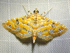 Ommatospila narcaeusalis