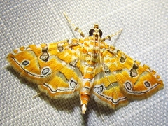 Ommatospila narcaeusalis