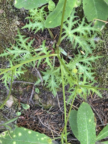 Image of Sanicula laciniata by (c) Barbara Banfield, some rights reserved (CC BY)