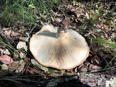 Lactarius zonarius