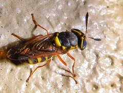 Hoplitimyia constans