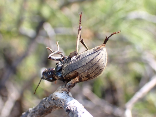 Pimelia canariensis