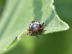 Zygogramma piceicollis