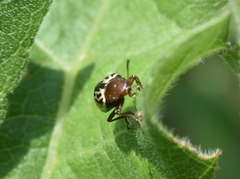 Zygogramma piceicollis