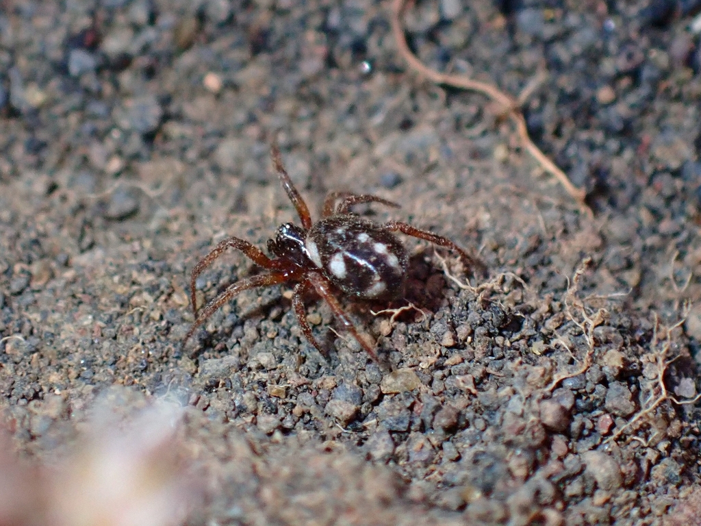 Steatoda latifasciata