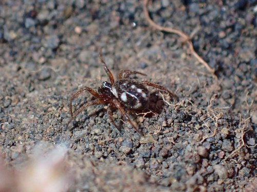 Steatoda latifasciata