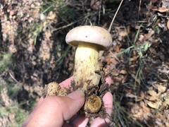 Butyriboletus pulchriceps