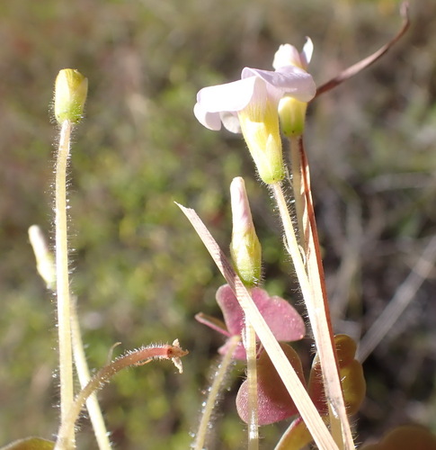 Image of Dotted Sorrel (Oxalis punctata) by (c) Nicola van Berkel, some rights reserved (CC BY-SA)