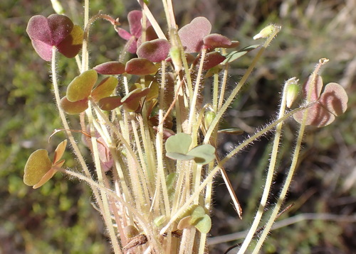 Image of Dotted Sorrel (Oxalis punctata) by (c) Nicola van Berkel, some rights reserved (CC BY-SA)