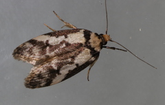 Philobota partitella