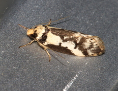 Philobota partitella