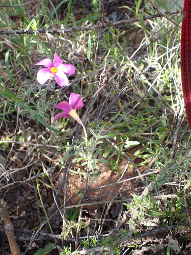 Image of Fringe Sorrel (Oxalis ciliaris) by (c) Nicola van Berkel, some rights reserved (CC BY-SA)