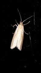 Agriphila selasella