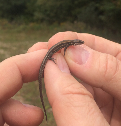 Zidna gušterica (Podarcis muralis)