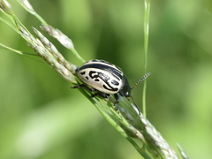 Zygogramma malvae