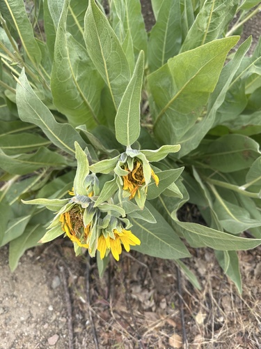 Wyethia helenioides, photograph 5