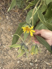 Wyethia helenioides, photograph (c) Irina Mitine, some rights reserved (CC BY)