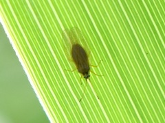 Leptodictya bambusae