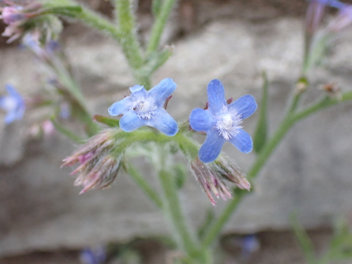 Image of Anchusa azurea by (c) Zeke Marshall, some rights reserved (CC BY)
