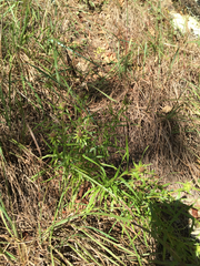 Liatris compacta