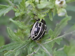 Zygogramma malvae
