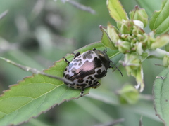 Calligrapha diversa