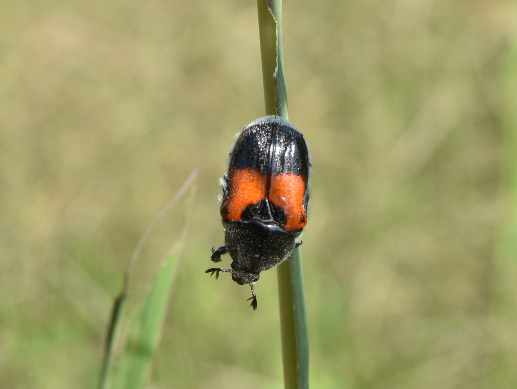 Euphoria dimidiata