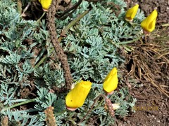 Eschscholzia californica maritima