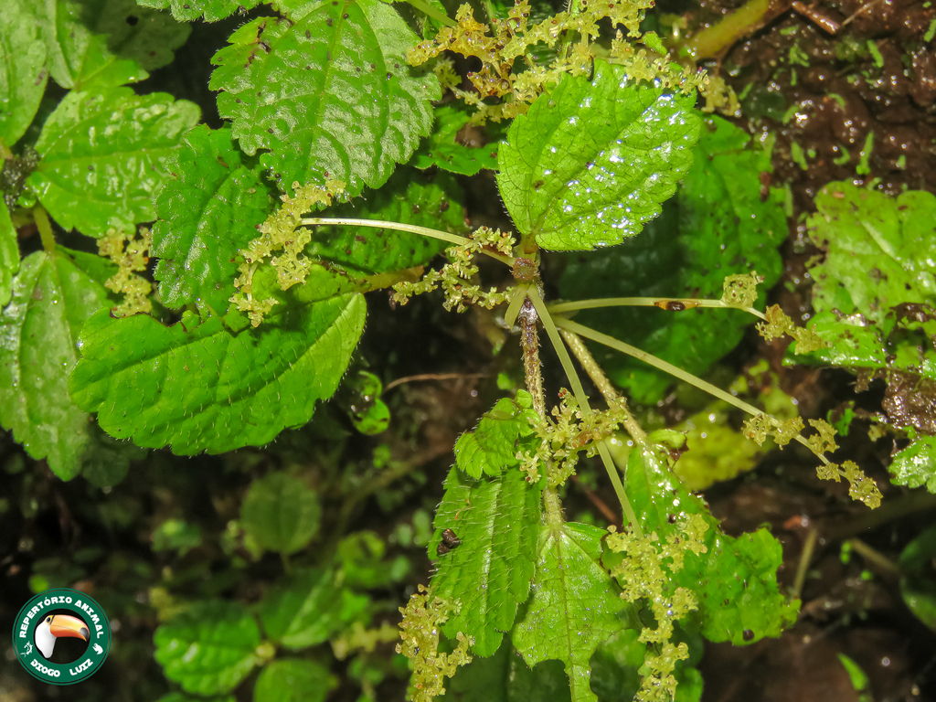 Foto de Pilea hyalina