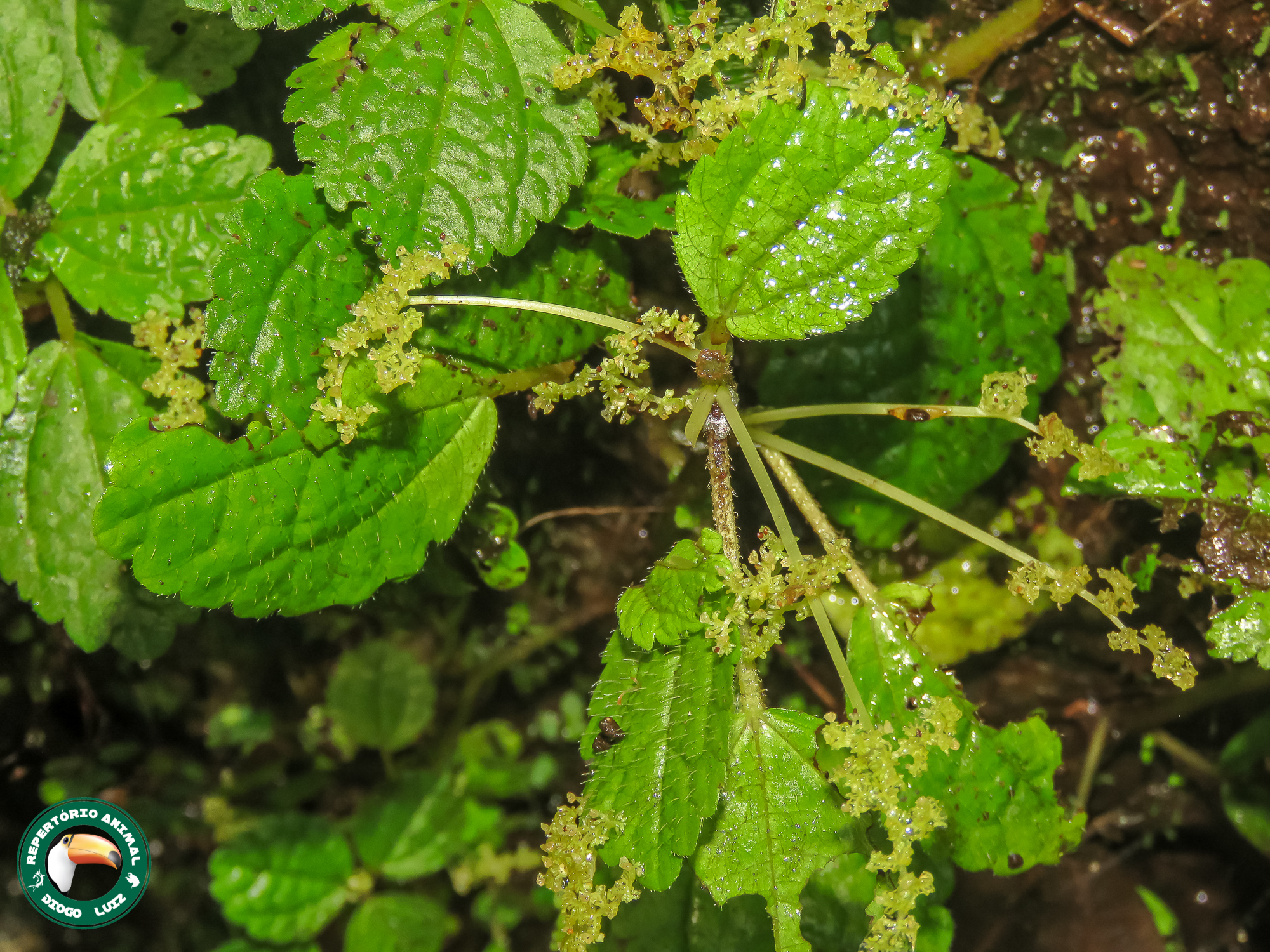 Imagem de Pilea hyalina