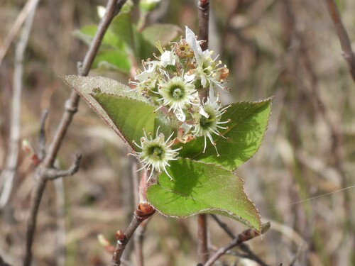 Amelanchier obovalis, photograph 6