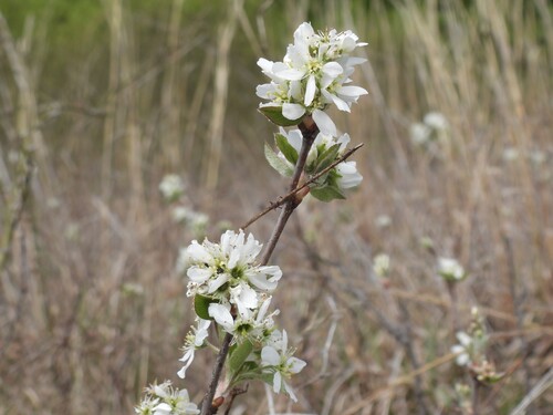 Amelanchier obovalis, photograph 4