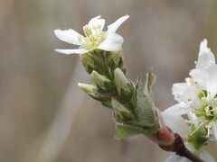 Amelanchier obovalis, photograph (c) geosesarma, some rights reserved (CC BY)