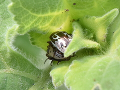 Zygogramma piceicollis