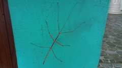 Pseudosermyle phalangiphora