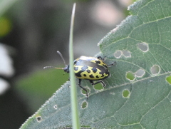 Zygogramma signatipennis
