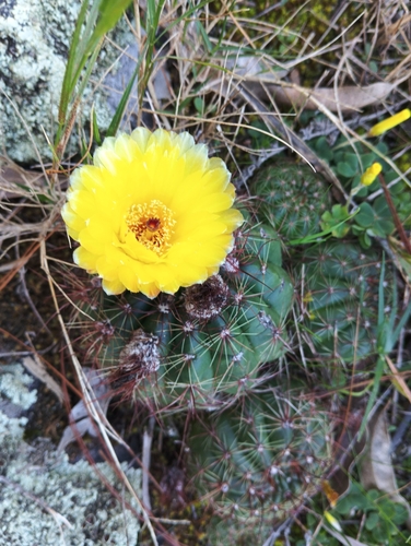 Parodia ottonis (Lehm.) N.P.Taylor